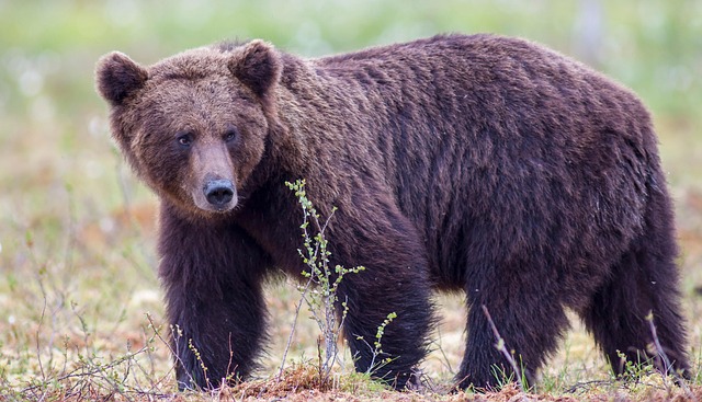 Brown Bear