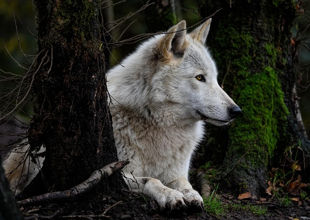 Grey Wolf